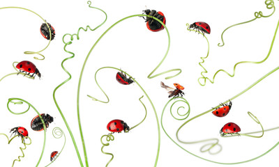 Seven-spot ladybird or seven-spot ladybug on Larger Bindweed