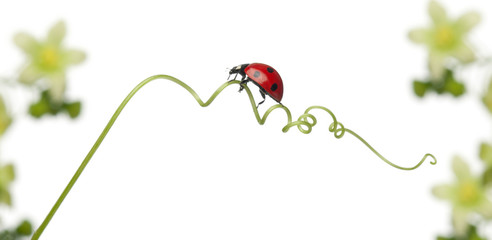 Seven-spot ladybird or seven-spot ladybug on Larger Bindweed © Eric Isselée