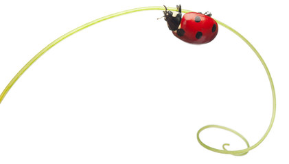 Seven-spot ladybird or seven-spot ladybug on Larger Bindweed