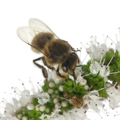 Female worker bee, Anthophora plumipes, on plant