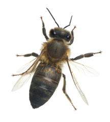 Female worker bee, Anthophora plumipes