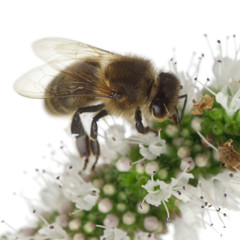 Female worker bee, Anthophora plumipes, on plant