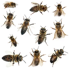 Foto op Plexiglas Female worker bee, Anthophora plumipes © Eric Isselée