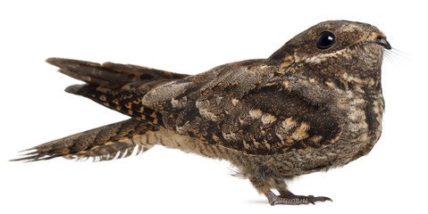 European Nightjar, or just Nightjar, Caprimulgus europaeus
