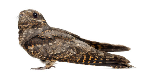 European Nightjar, or just Nightjar, Caprimulgus europaeus