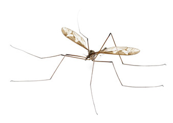 Crane fly or daddy long-legs, Tipula maxima