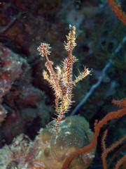 Ornate Ghost Pipefish - Solenostomus paradoxus