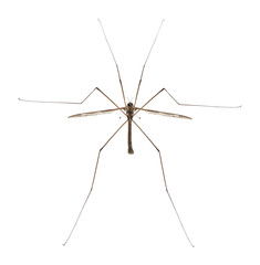 Crane fly or daddy long-legs, Tipula maxima - obrazy, fototapety, plakaty