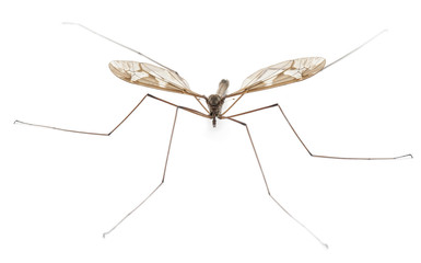 Crane fly or daddy long-legs, Tipula maxima