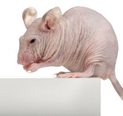Hairless House mouse, Mus musculus, 3 months old
