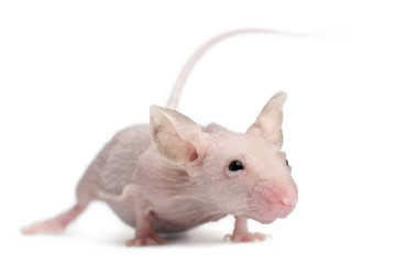 Hairless House mouse, Mus musculus, 3 months old