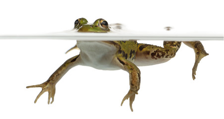 Edible Frog, Rana esculenta, in water
