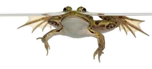 Edible Frog, Rana esculenta, in water