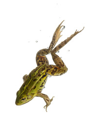 Edible Frog, Rana esculenta, in water