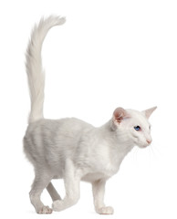 Balinese cat, 1 year old, walking in front of white background