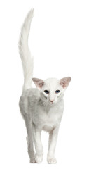Balinese cat, 1 year old, standing in front of white background