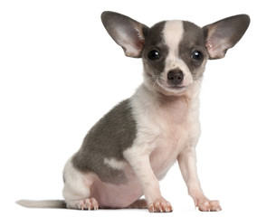 Chihuahua puppy, 3 months old, sitting