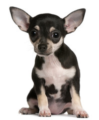 Chihuahua puppy, 3 months old, sitting