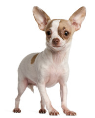 Fototapeta premium Chihuahua puppy, 3 months old, standing