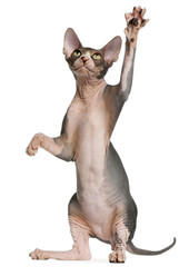 Sphynx kitten, 4 months old, reaching up