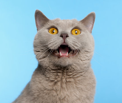 British Shorthair cat, 2 years old, in front of blue background