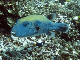Blue Spotted Pufferfish - Arothron caeruleopunctatus © diverstef