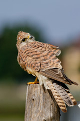 Falke