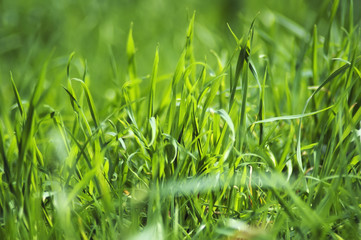 Green grass