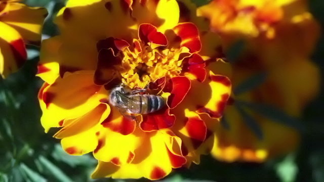 Honey bee closeup.