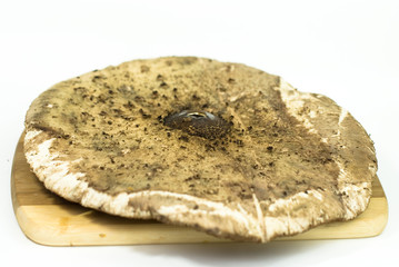 Macrolepiota procera big mushroom on the white background