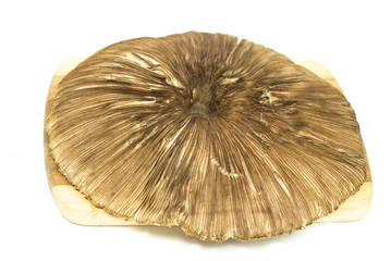 Macrolepiota procera big mushroom on the white background