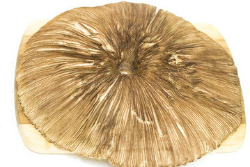 Macrolepiota procera big mushroom on the white background