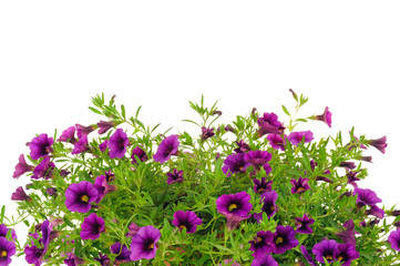 Petunia, Surfinia flowers over white background