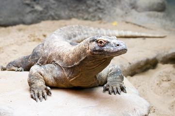 Komodo dragon