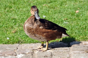 Ente im Luisenpark