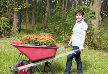 middle age senior woman gardening wheel barrow chrysanthemums