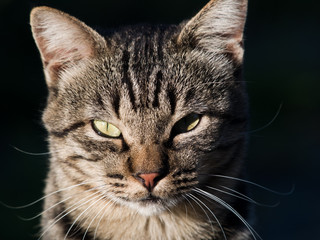 カメラ目線の猫