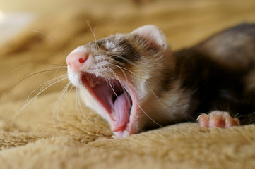 フェレットのあくび