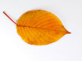 紅葉した葉のアップ