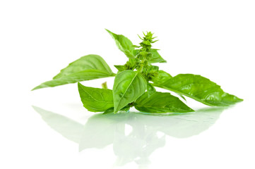 Leaves of basil