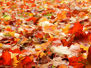 colour, leaves, orange, colorful