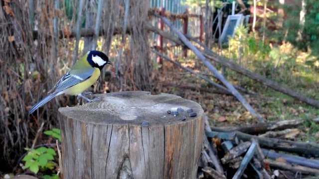Синицы (parus) на пне