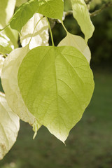 Fototapeta premium Large green leaf