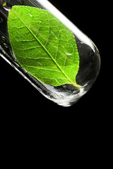 Test tube with leaf