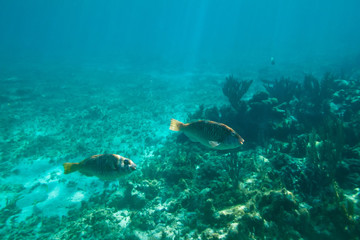 Fototapeta na wymiar Ławica ryb w Morzu Karaibskim, Meksyku