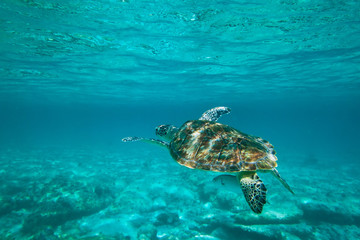 Green turtle in nature of Caribbean sea