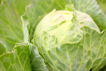 Organic cabbage growing in a garden.