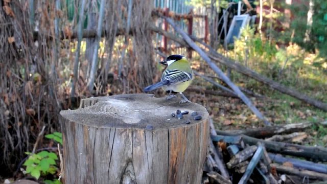 Поползни (sitta, europaea)  прогоняют синиц (parus)