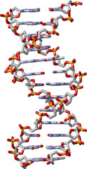 DNA Double Helix