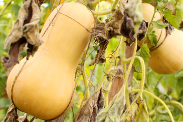 Gourds in a garden.